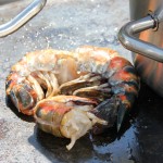 Journée dégustation Toute la Marée : Geogiana San avec la crevette Saphira