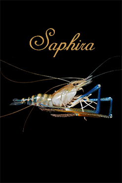 Saphira, the queen of prawns