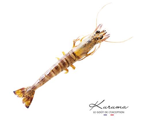 Kuruma prawn from France by Aquaprawna, the taste of the exception