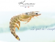 Kuruma Garnelen Charente Maritime, ein Französisch außergewöhnliches Produkt von Aquaprawna