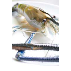 Saphira prawn Rare and Exotic