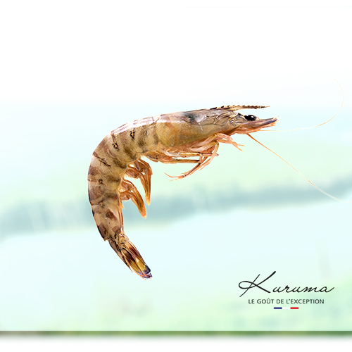 Kuruma shrimp from France by Aquaprawna, the taste of exception