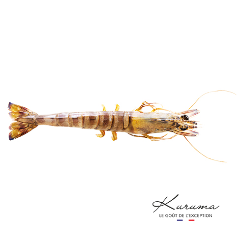 Kuruma shrimp from France by Aquaprawna, the taste of exception